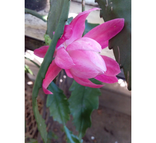 Епіфіллум рожевий  (Epiphyllum)